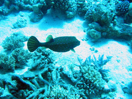 021 Mai 04 Blue Water Dive Hurghada