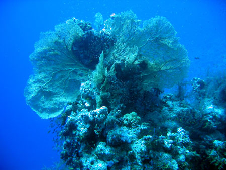 031 Mai 04 Blue Water Dive Hurghada