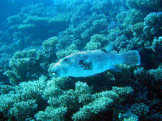 011 Dezember 04 Blue Water Dive Hurghada