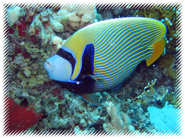 021 Mai 05 Blue Water Dive Hurghada