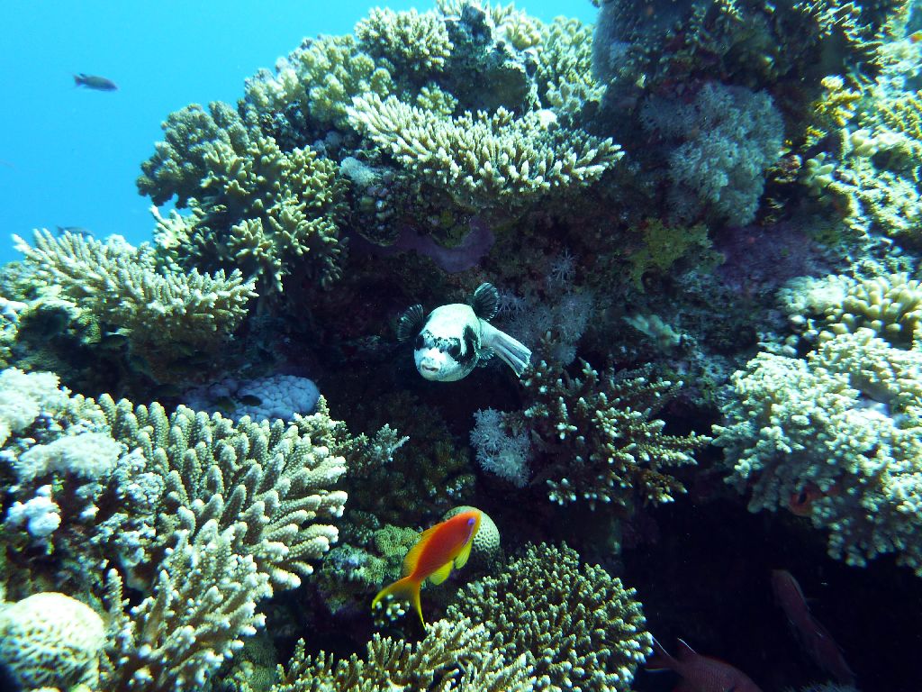 09 12 Blue Water Dive Hurghada 09