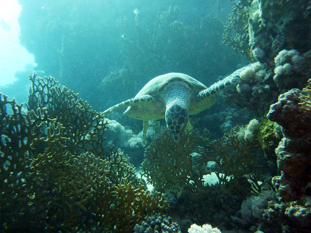 09 12 Blue Water Dive Hurghada 13