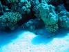 023 Mai 04 Blue Water Dive Hurghada