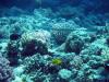032 Mai 04 Blue Water Dive Hurghada