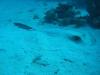 017 Dezember 04 Blue Water Dive Hurghada