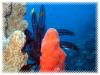 001 Mai 05 Blue Water Dive Hurghada