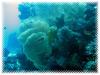 015 Mai 05 Blue Water Dive Hurghada