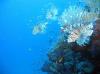 06 12 Hurghada Blue Water Dive 36