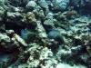 09 12 Blue Water Dive Hurghada 19